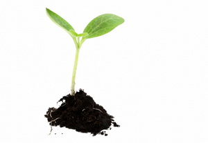 seed Growing
